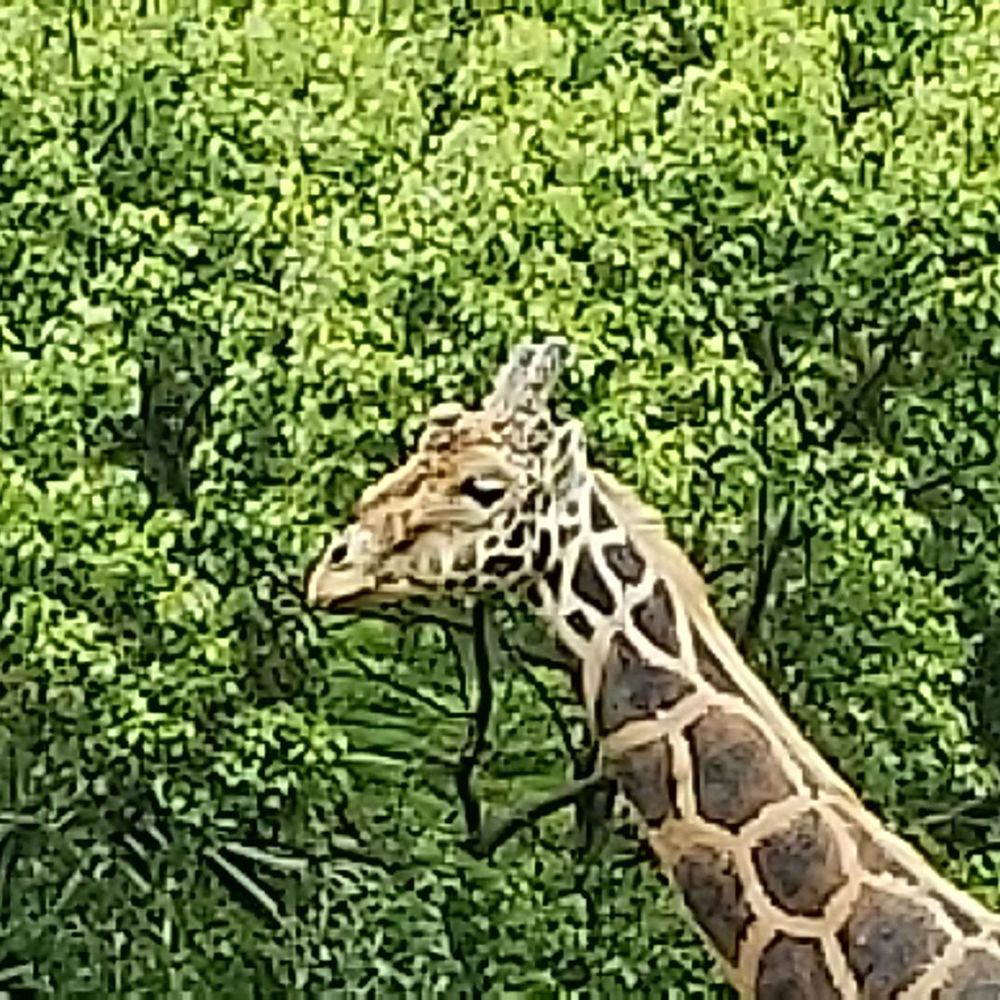 Meet your Posher, Ruth